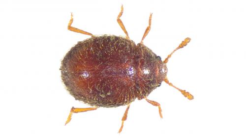 Sphaerosoma sp.